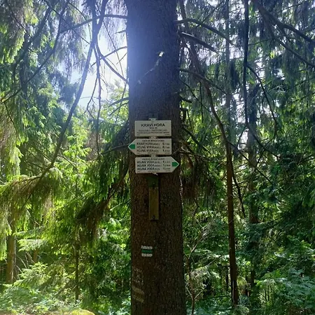 Kopretina * Cerne Udoli