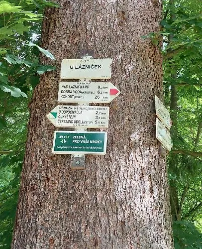 Kopretina